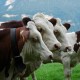 紐西蘭牛